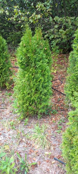Thuja Szmaragd 120-140