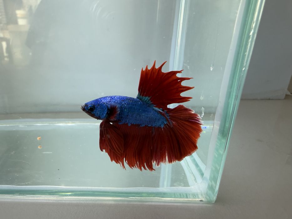 Bettas de seleção -Variedades de Importacão