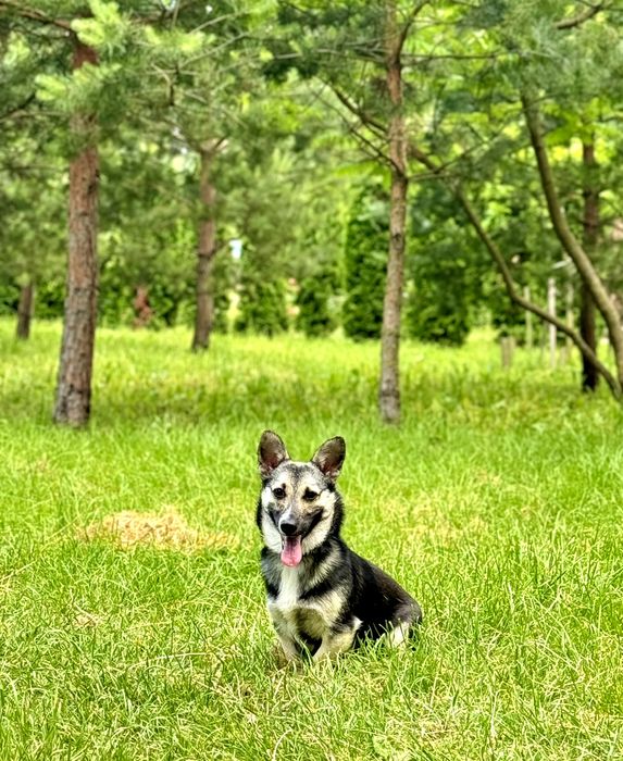 Стерилізована дівчинка шукає дім