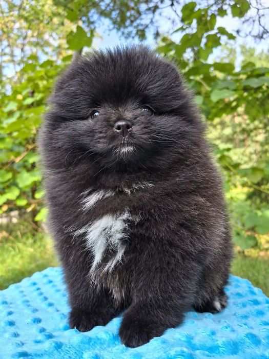 Pomeranian szpic miniaturowy