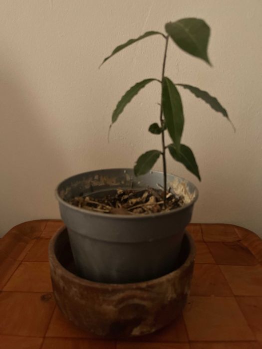 Folha de louro e mudas