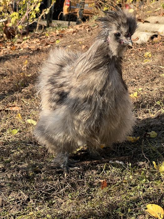 Silki , kury ozdobne ( koguty )