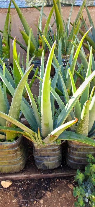 Aloe Vera (em vaso)