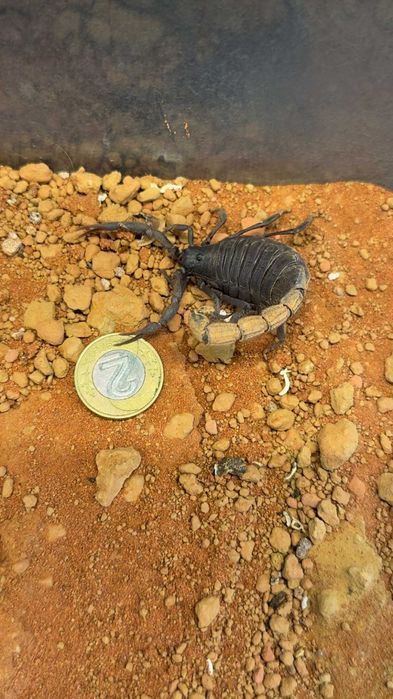 Skorpion Parabuthus villosus "black" SAMIEC i SAMICA