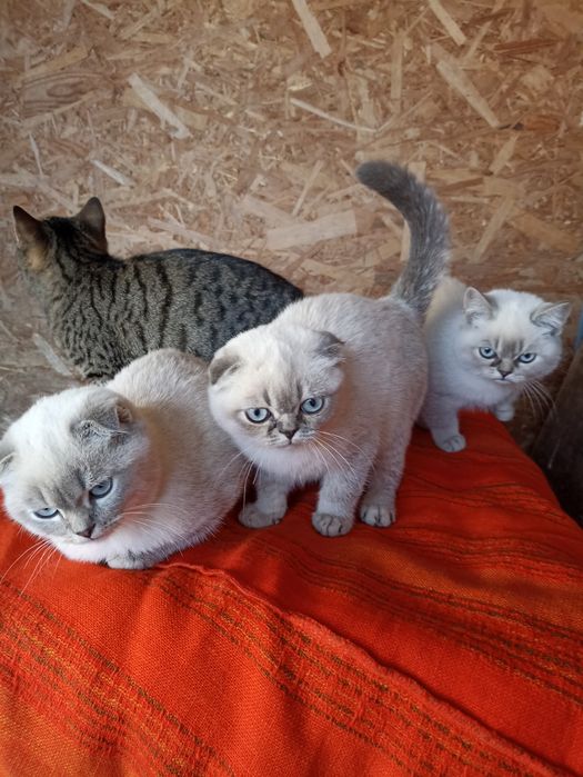 Пропоную кошенят скоттіш страйт