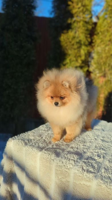 Продається дівчинка  померанського шпіца