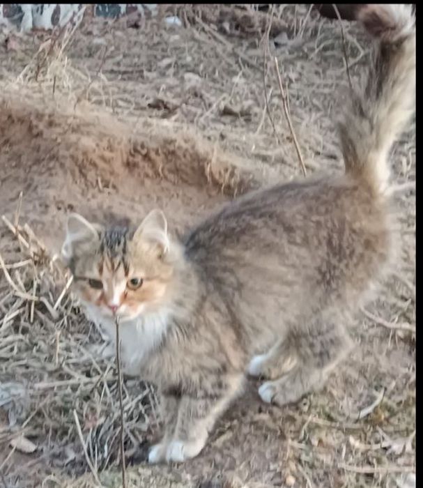 Котенята, хлопчик та дві дівчинки, котики Васильків