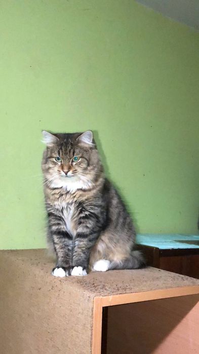 Кішечка 1,5 року безкоштоано в надійні руки