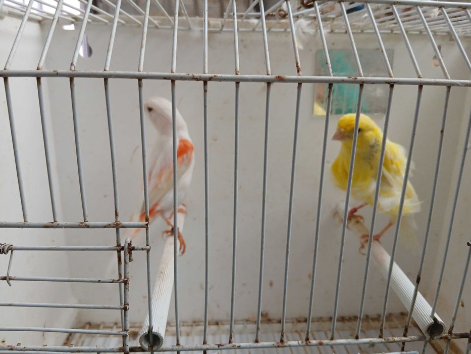 Varios canários e alguns exoticos
