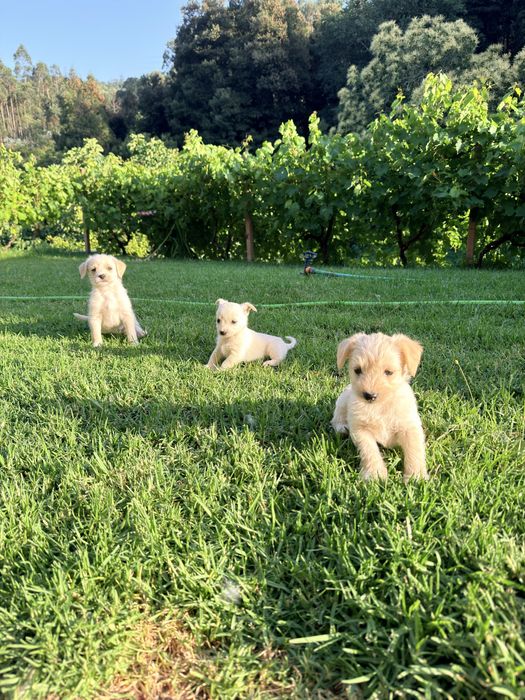 Cachorrinhos para Adoção