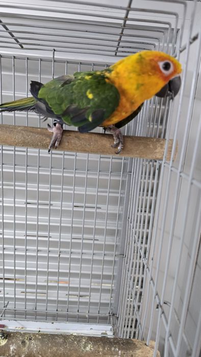 Aratinga jandaya