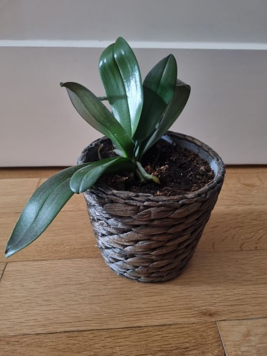 Storczyk orchidea z doniczka osłonką