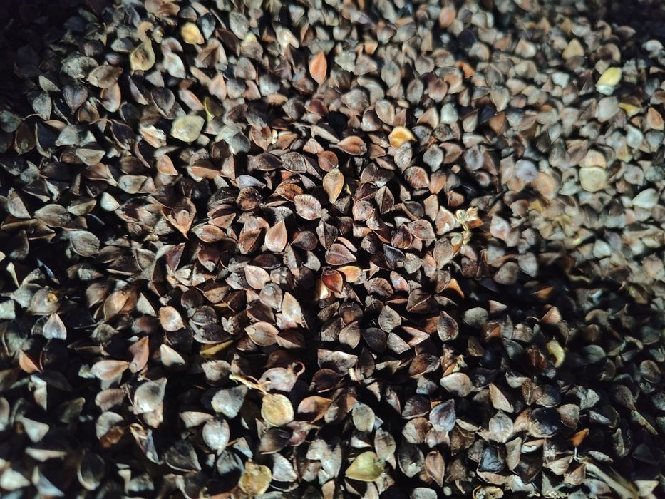 Gryka ekologiczna z certyfikatem