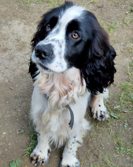 Вязка русский охотничий спаниель