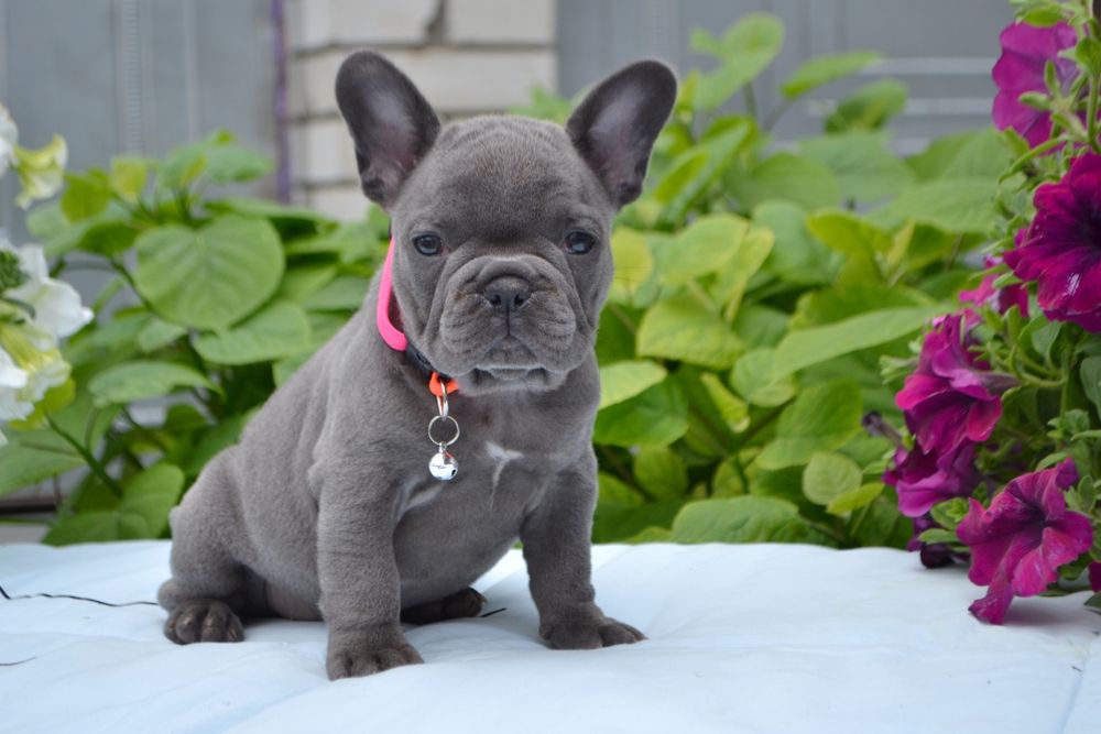 Дівчата французькі бульдожкі