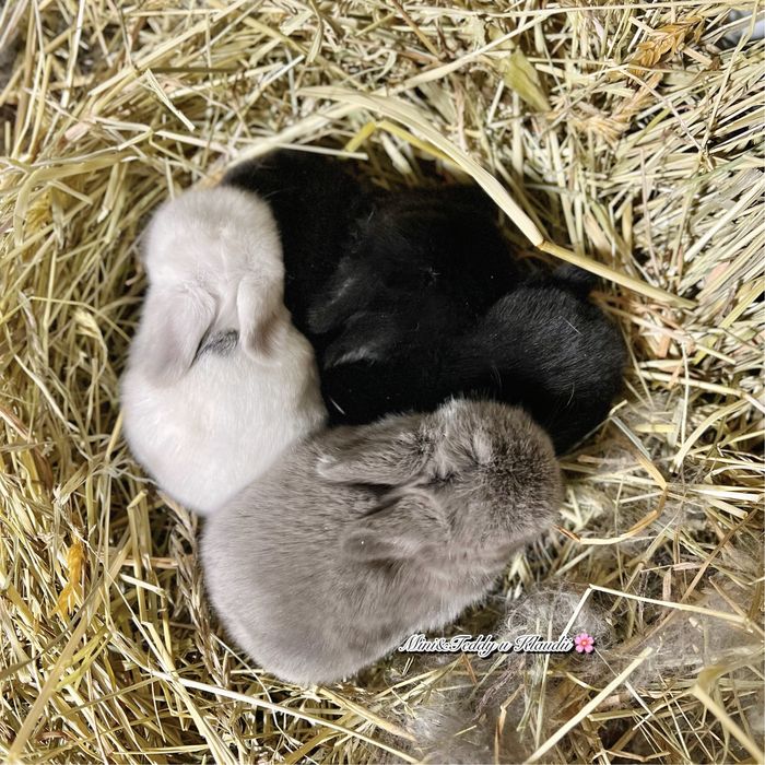 Mini lop / hodowla królików mini / metryka