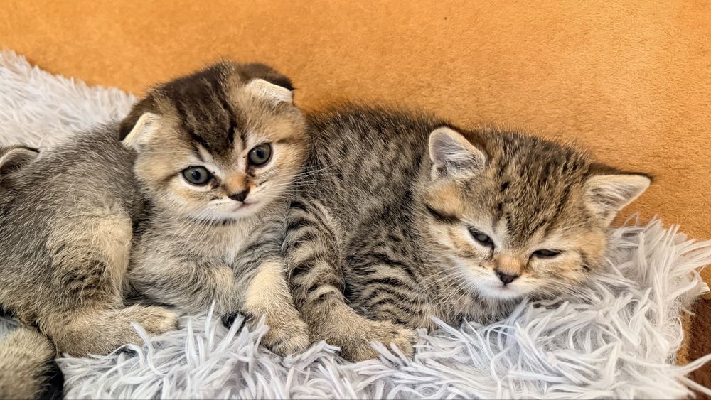 Шотландські кошенята