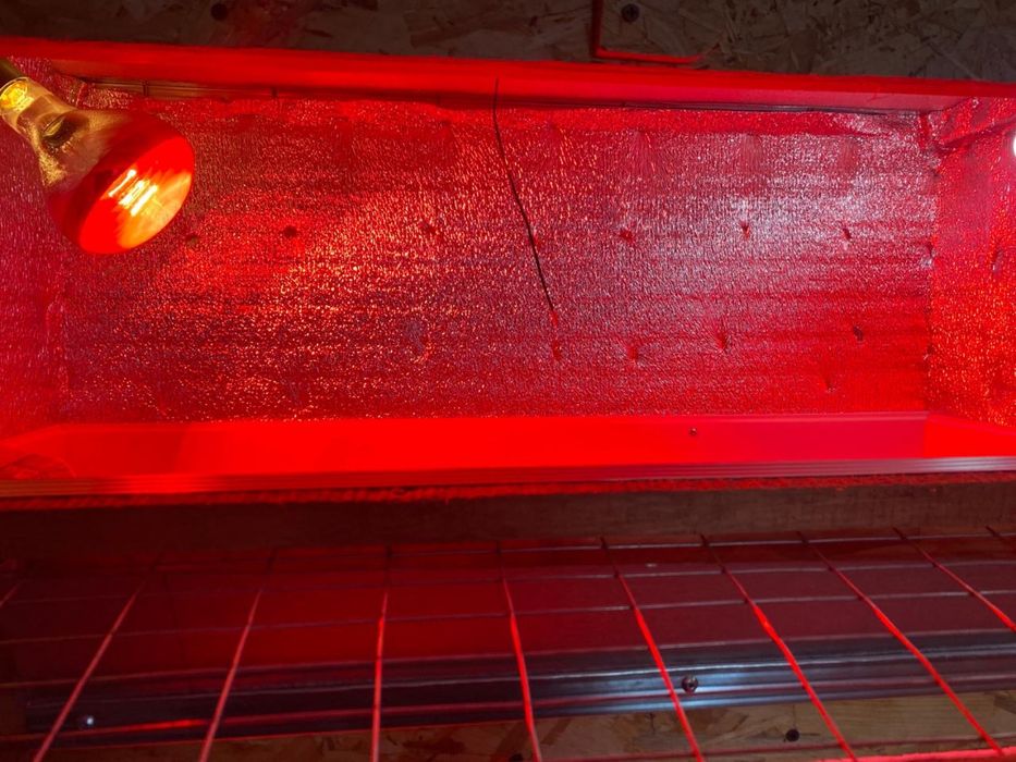 Клітки та Брудера для перепілок 3-х ярусні з піддонами