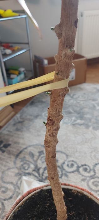 Растение кротон продам