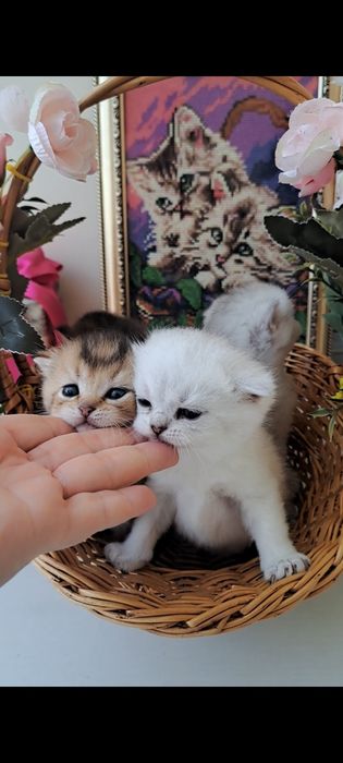 Кошенята, британські котята, золота та срібна шиншила