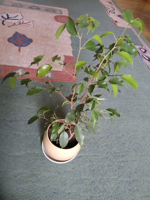 Продам комнатное растение Фикус