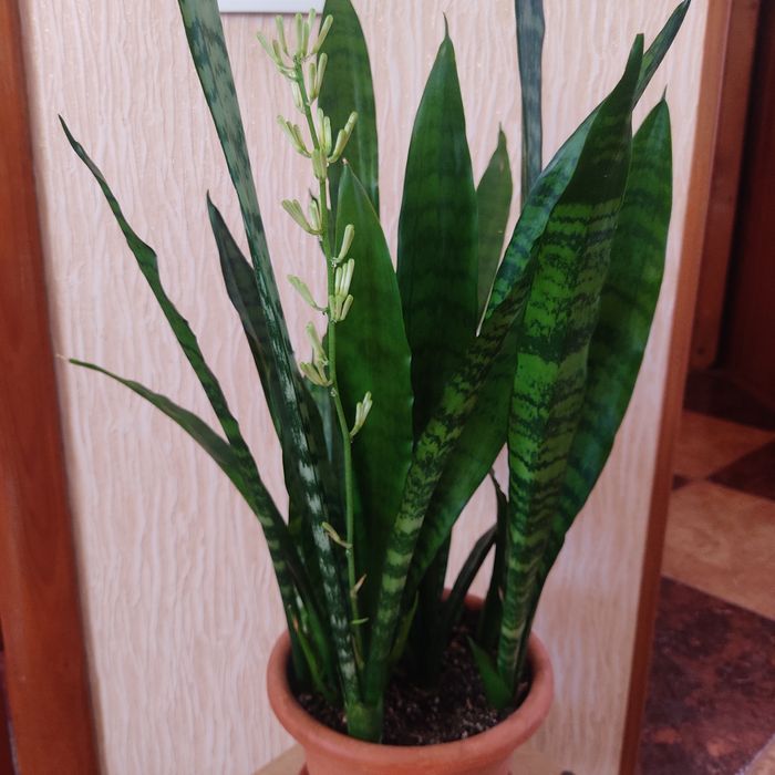 КВІТИ кімнатні фікус, сансів'єра, грошове дерево,бегонія,секуленти тещ