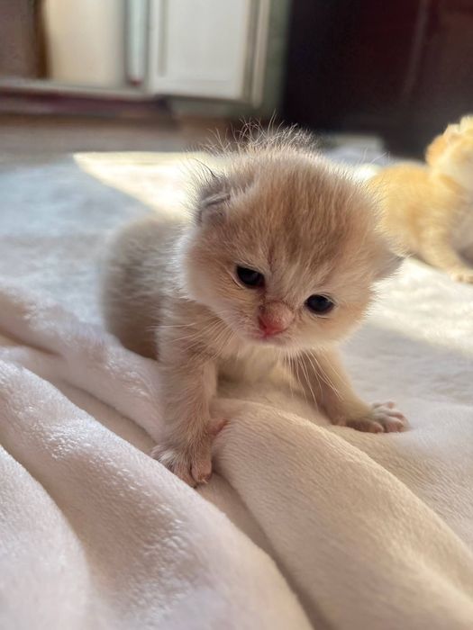 Бронь на кошенят золота шиншила