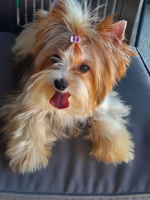 Redberry yorkshire terrier suczka biewer golddust