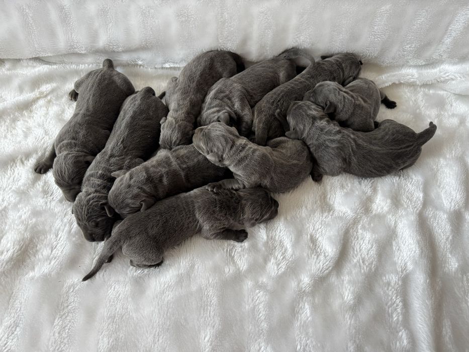 Кобель кане корсо для вязки!