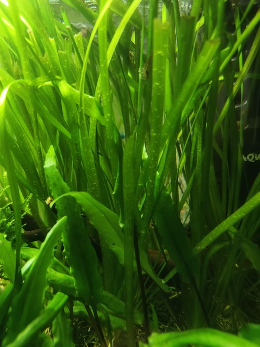 Nurzaniec vallisneria roślina akwariowa