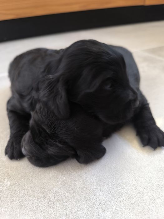 Pieski po spanielu