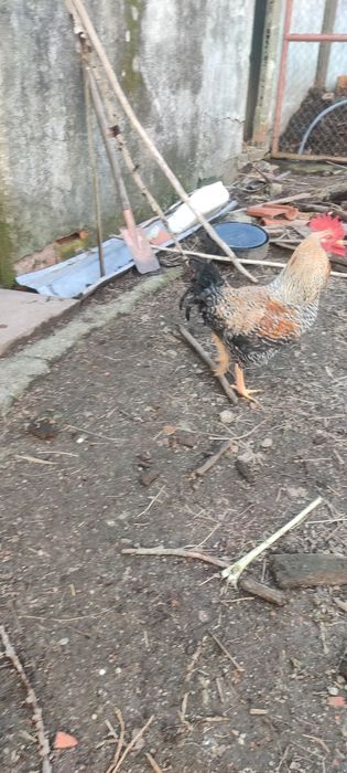 Galos várias raças 8€ por Kg
