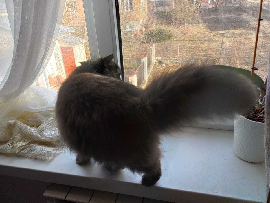 Nola szuka dobrego domu