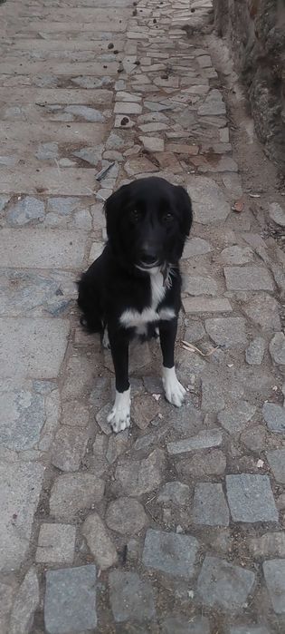 Casal de cães para adopção