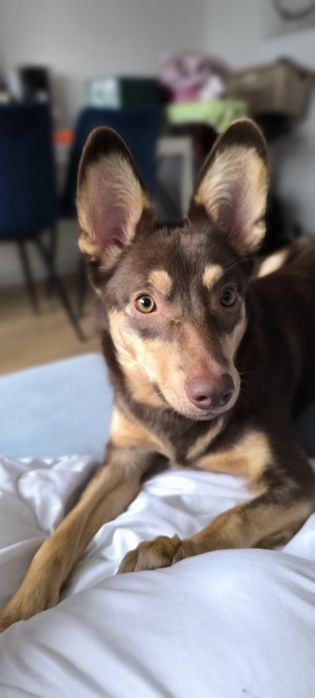 Cookie szuka domu! Od ręki.