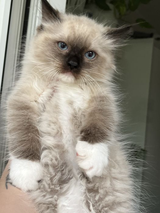 Kocurek ragdoll rodowod Fpl