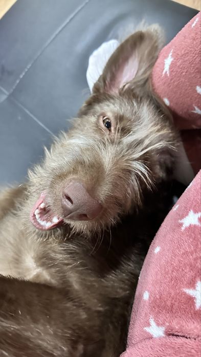 Dou cadela de 8 meses a familia responsavel