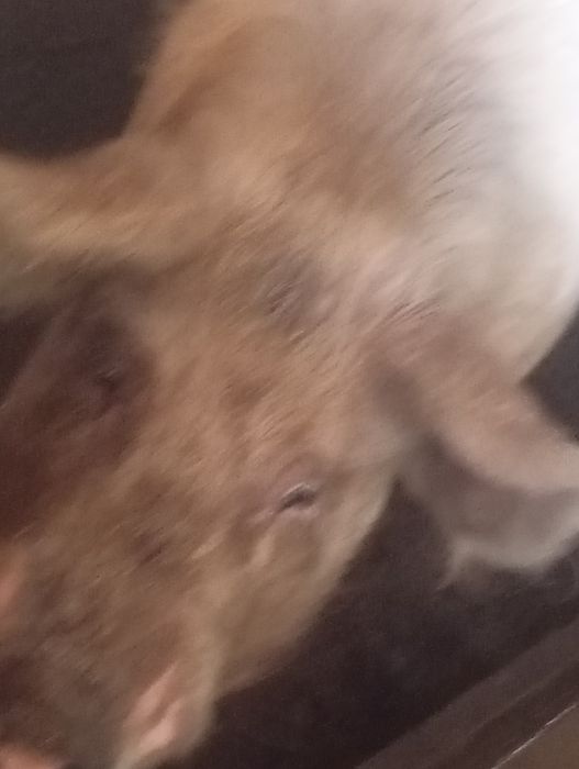 Porco  com 1 ano  caseiro