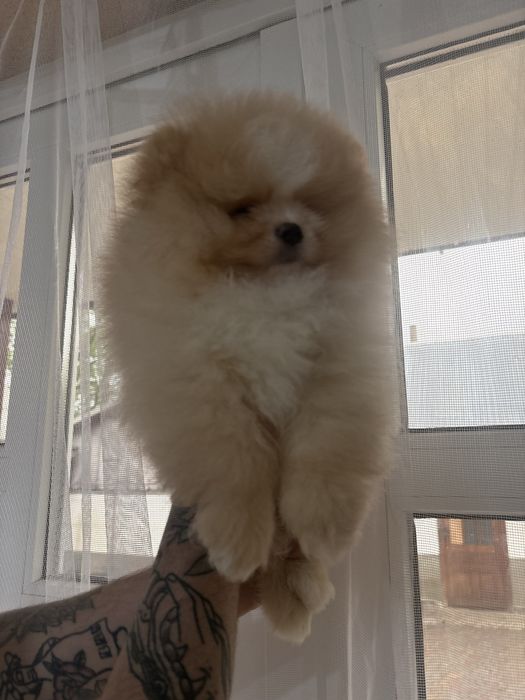 шикарний Хлопчик шоу класу