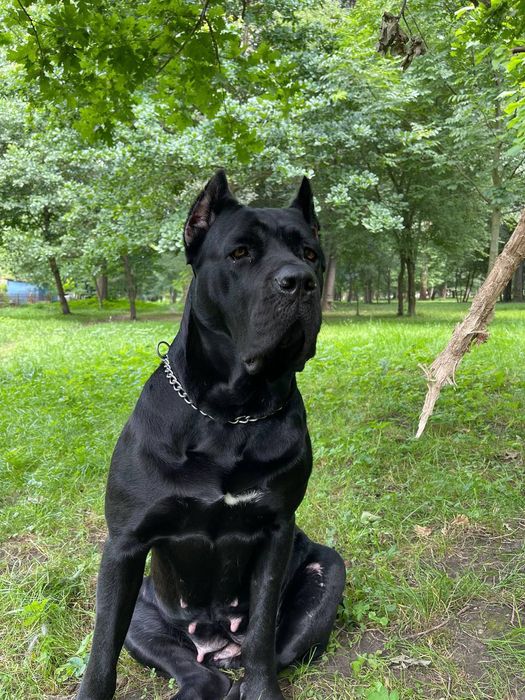 Кане Корсо преміум  | передзамовлення | Івано-Франківськ