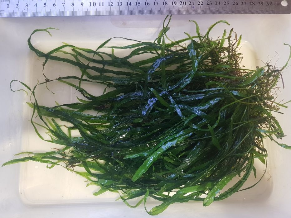 Продам  акваріумні рослини