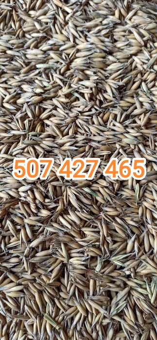 Sprzedam owies jary !