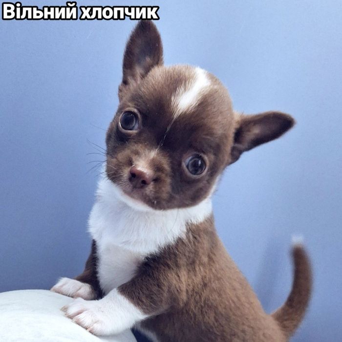 Грайливий хлопчик