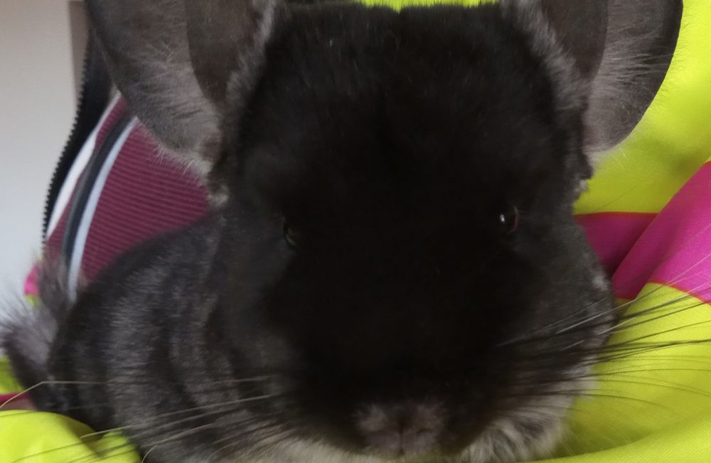 Szynszyla samiczka czarna aksamitna