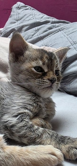 Maine Coon Kotka Na Kolanka