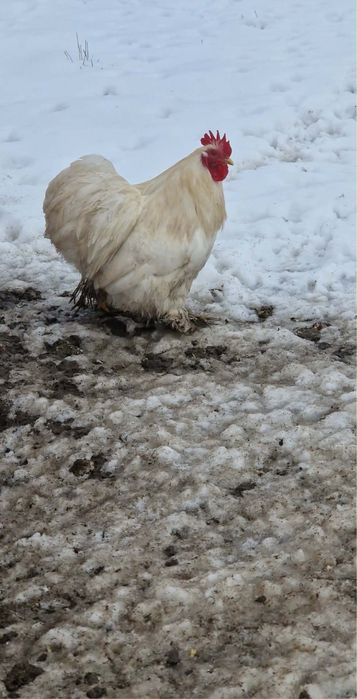 Kogut kochin miniatura