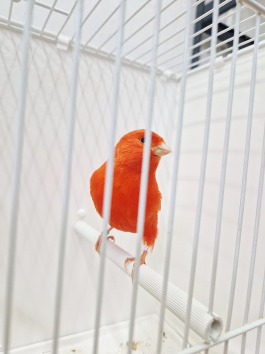 Kanarek Kanarki Samice czerwony 2025r