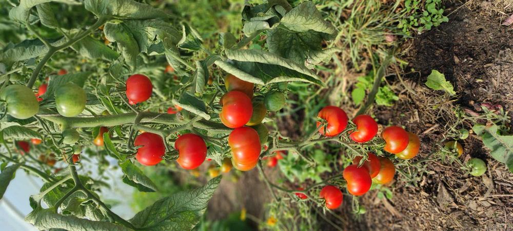 Warzywa ekologiczne.