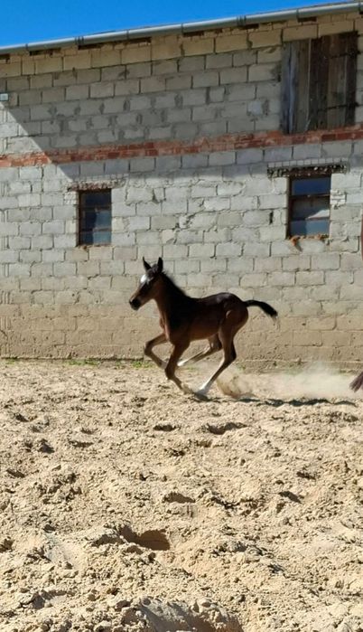 Ogierek ODSADEK-źrebię 7msc, rasy Polski Koń Sportowy, ojciec holsztyn