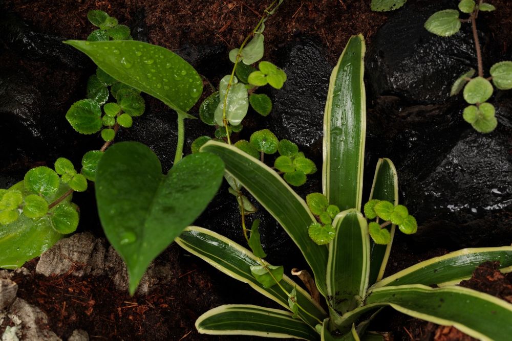 Paludarium vivarium terrarium